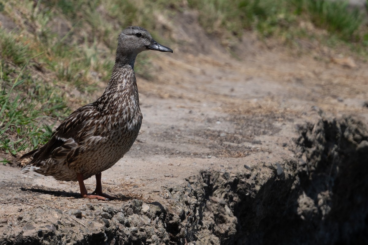 Blue-winged/Cinnamon Teal - ML620650449