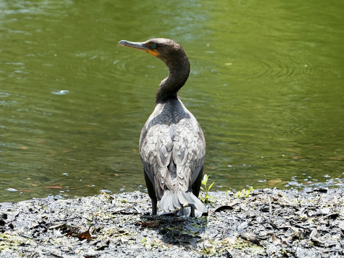 Cormorán Orejudo - ML620650459