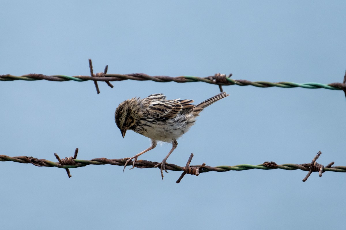 Savannah Sparrow - ML620650462