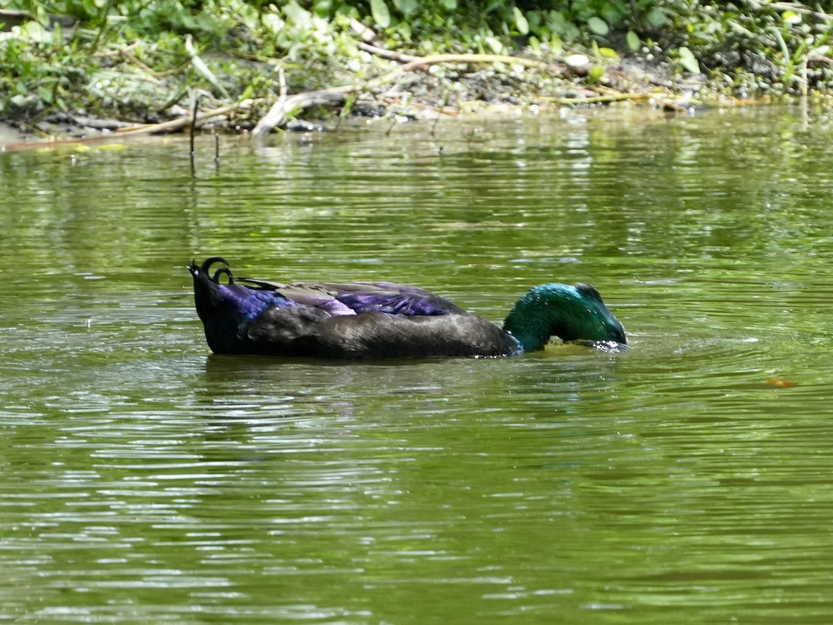 Mallard x Mottled Duck (hybrid) - ML620650467