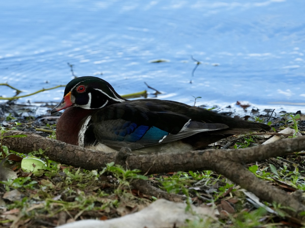 Wood Duck - ML620650468