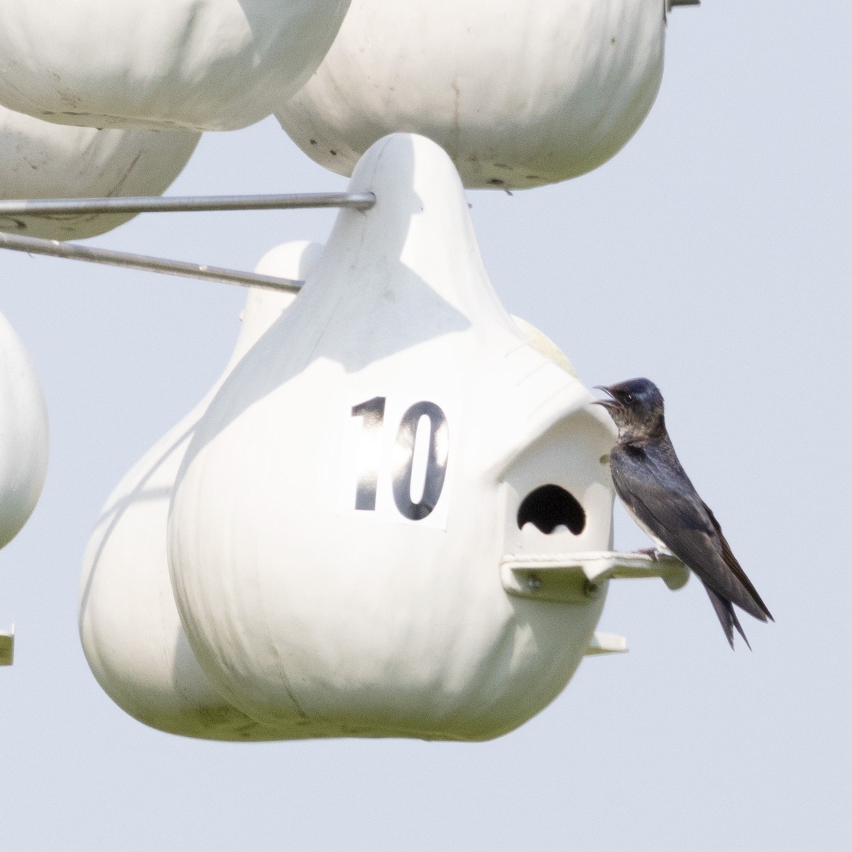 Purple Martin - ML620650469