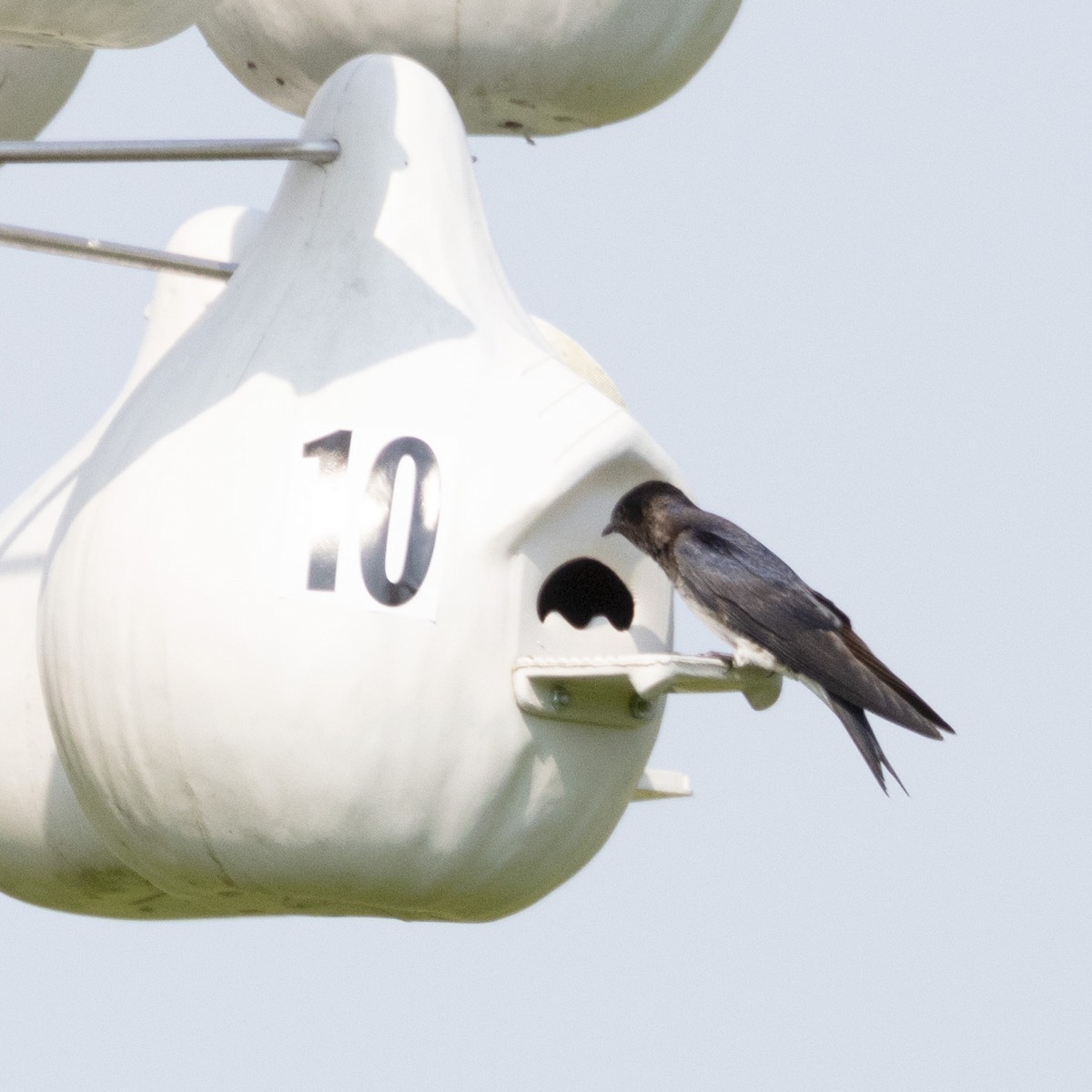 Purple Martin - ML620650470