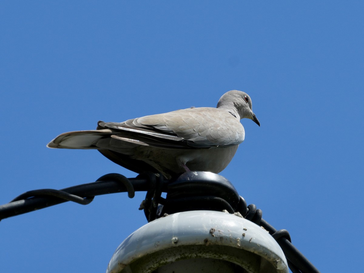 Eurasian Collared-Dove - Tami Reece