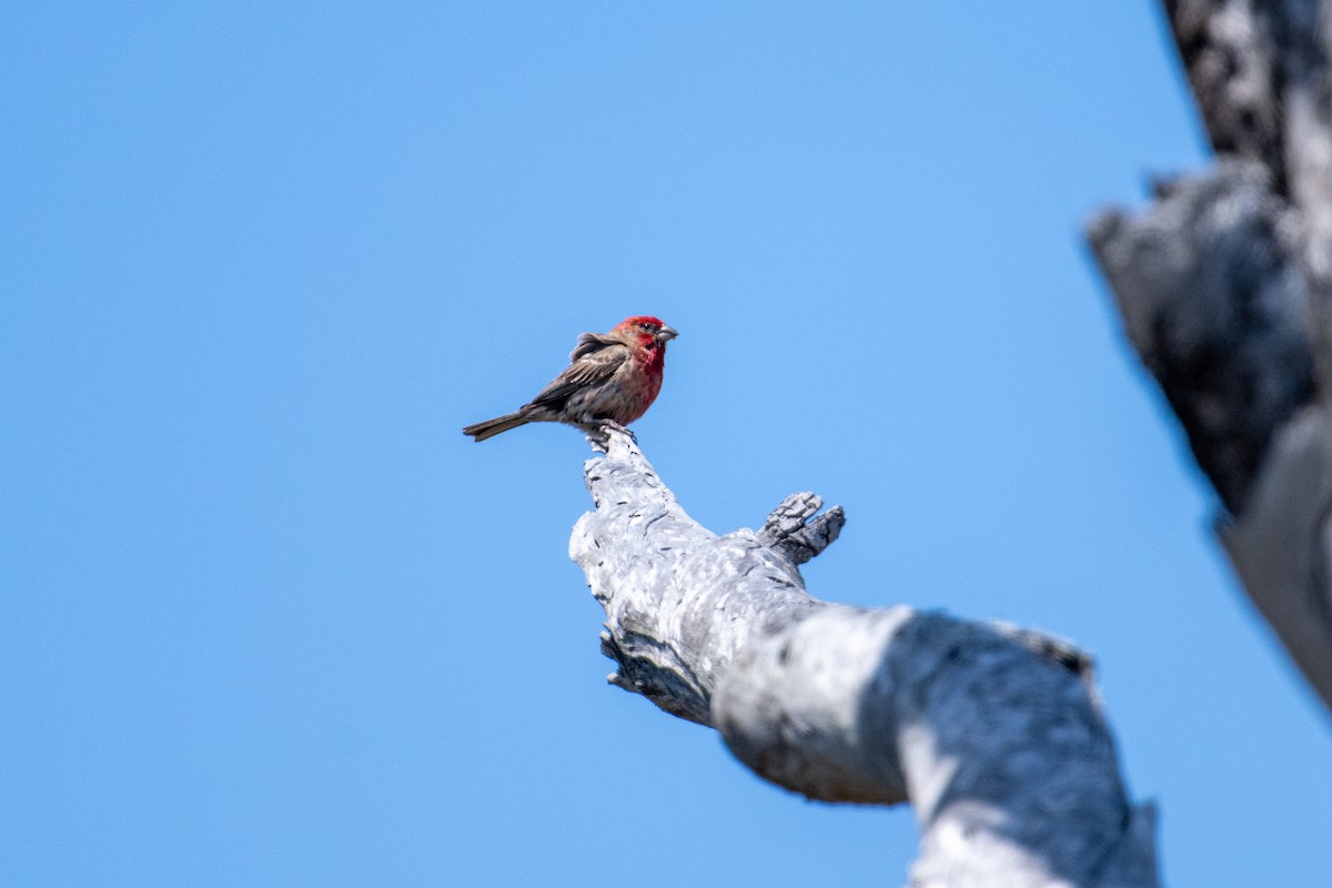 House Finch - ML620650472