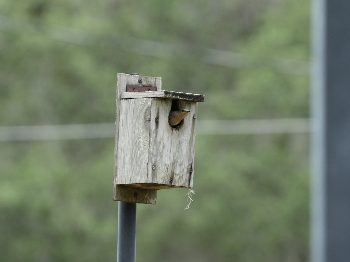 Eastern Bluebird - Tami Reece