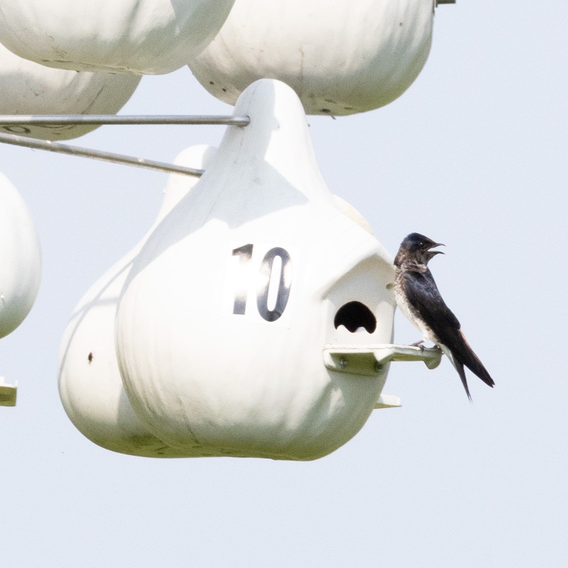 Purple Martin - Mary McKitrick