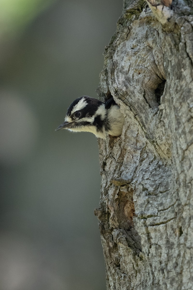 Downy Woodpecker - ML620650479