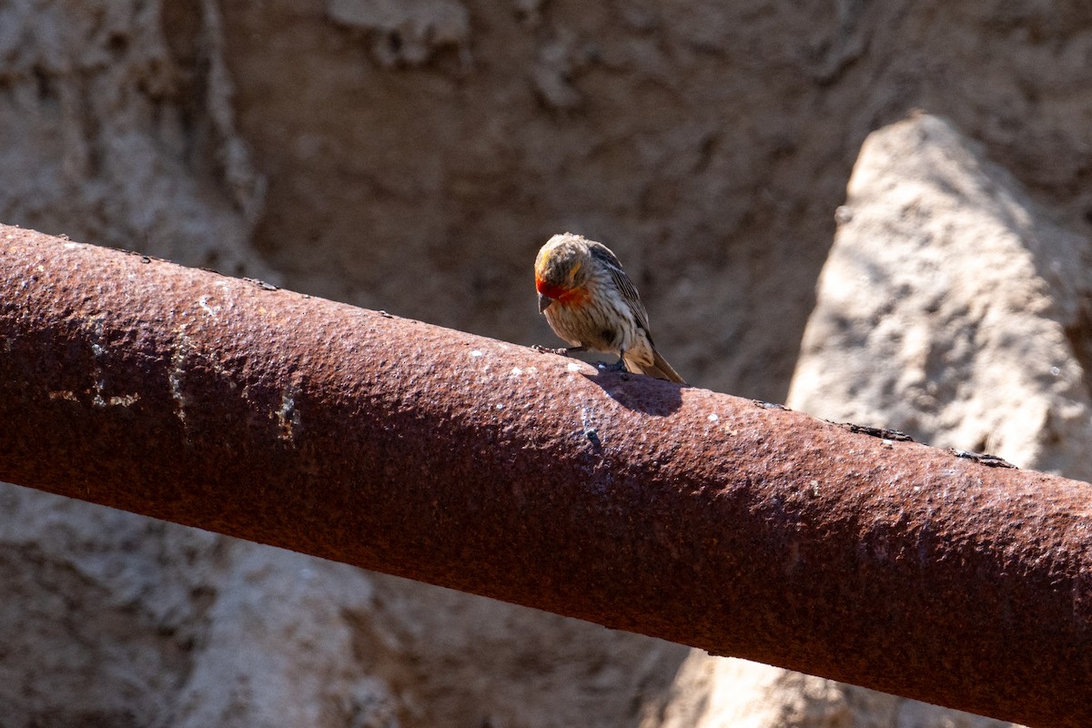 House Finch - ML620650482