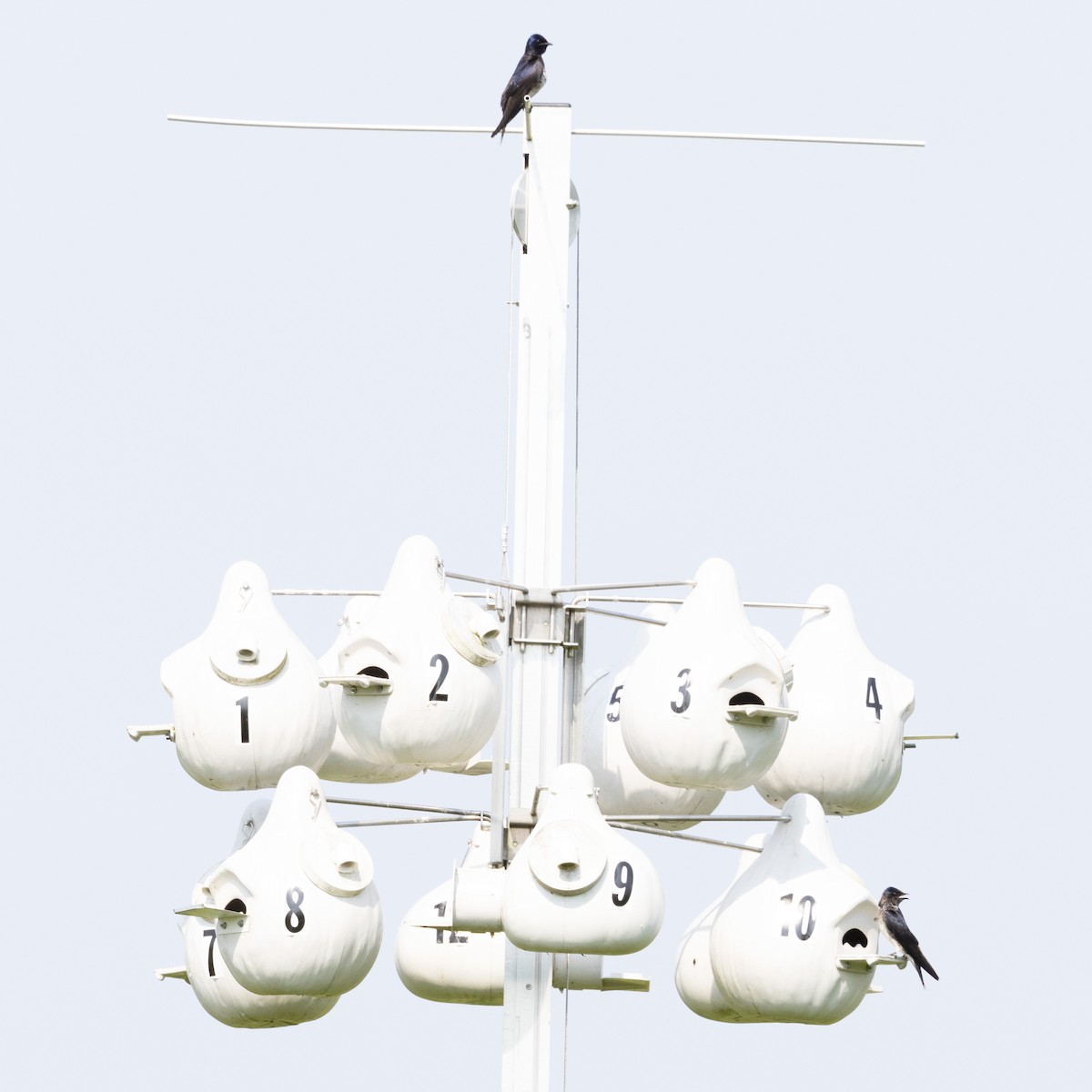 Purple Martin - ML620650483