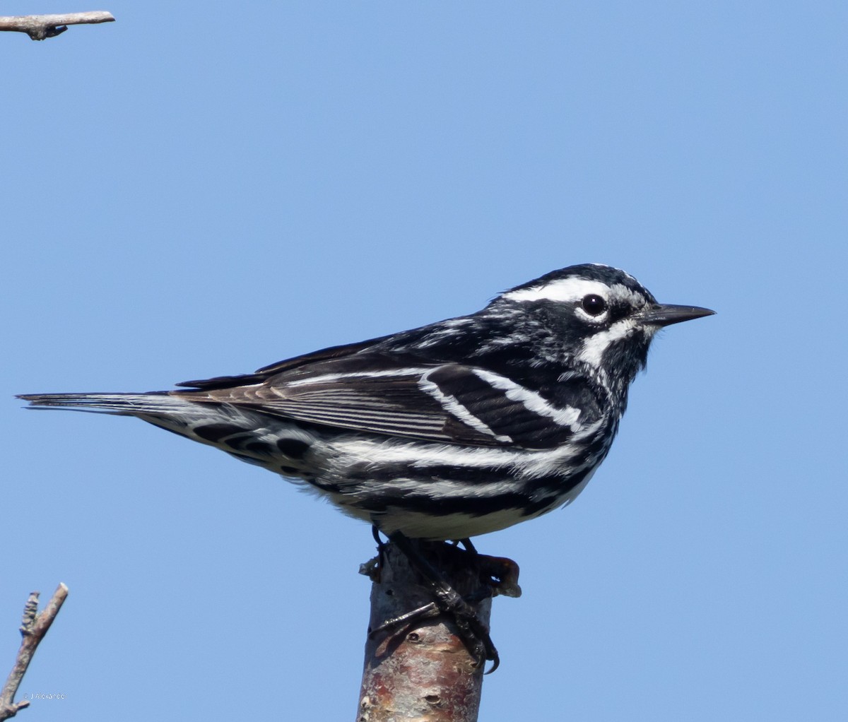 Black-and-white Warbler - ML620650486