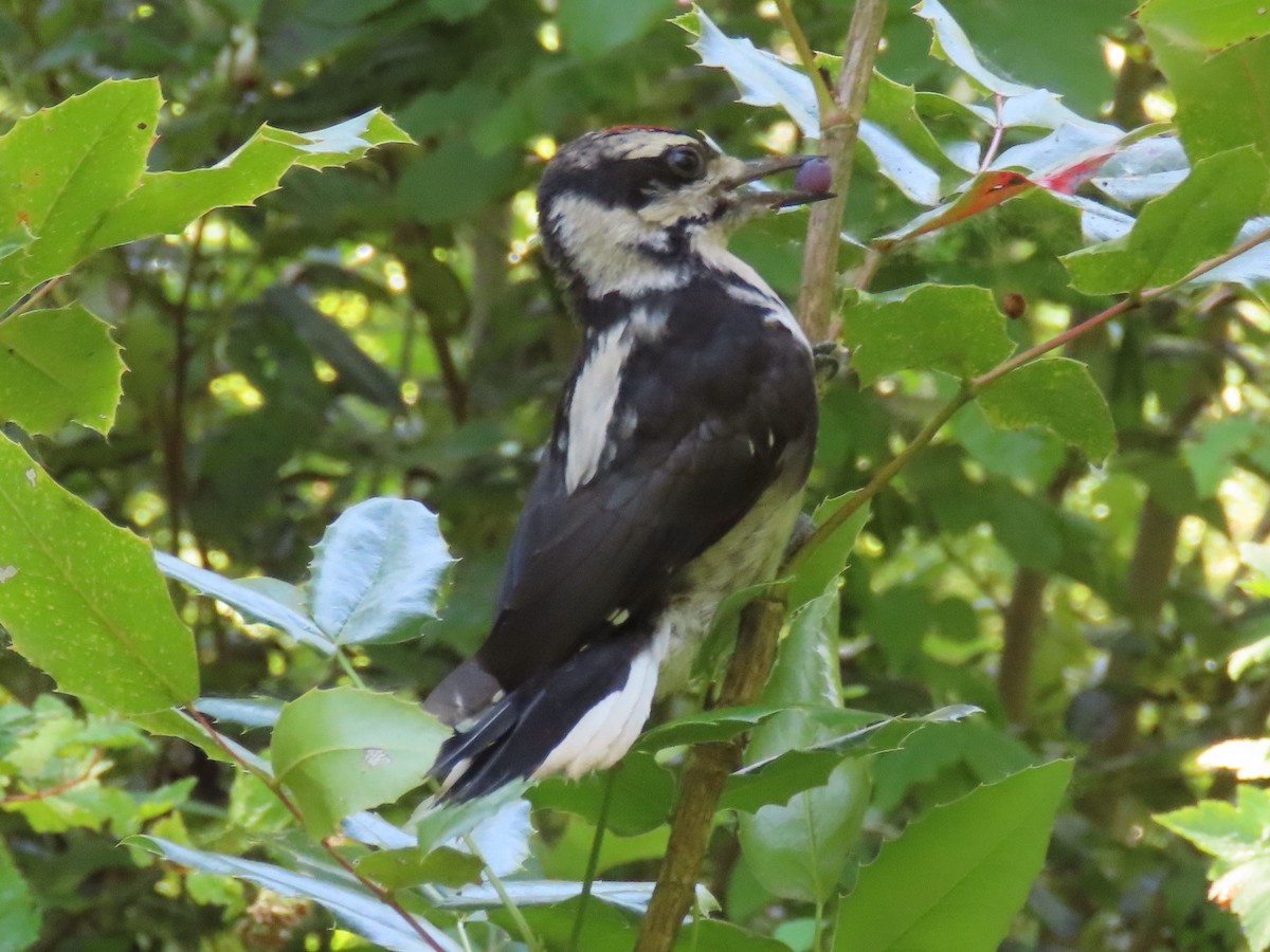 Hairy Woodpecker - ML620650488