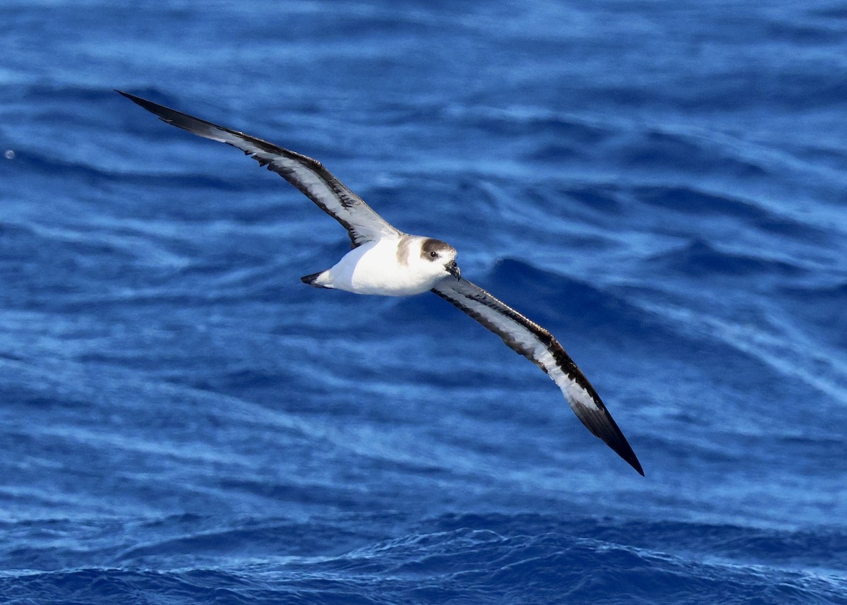 Black-capped Petrel - ML620650490