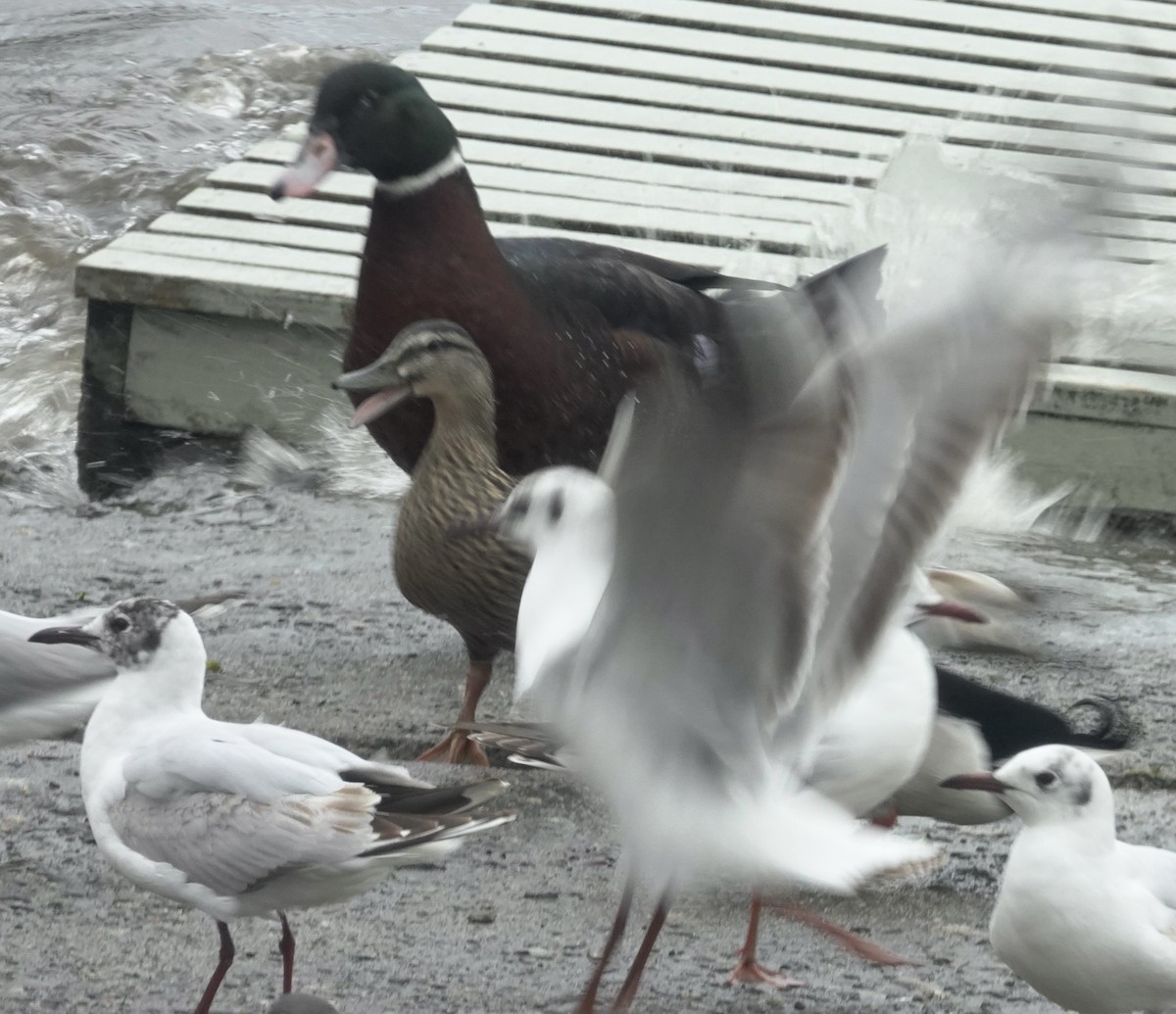 Muscovy Duck x Mallard (hybrid) - ML620650492