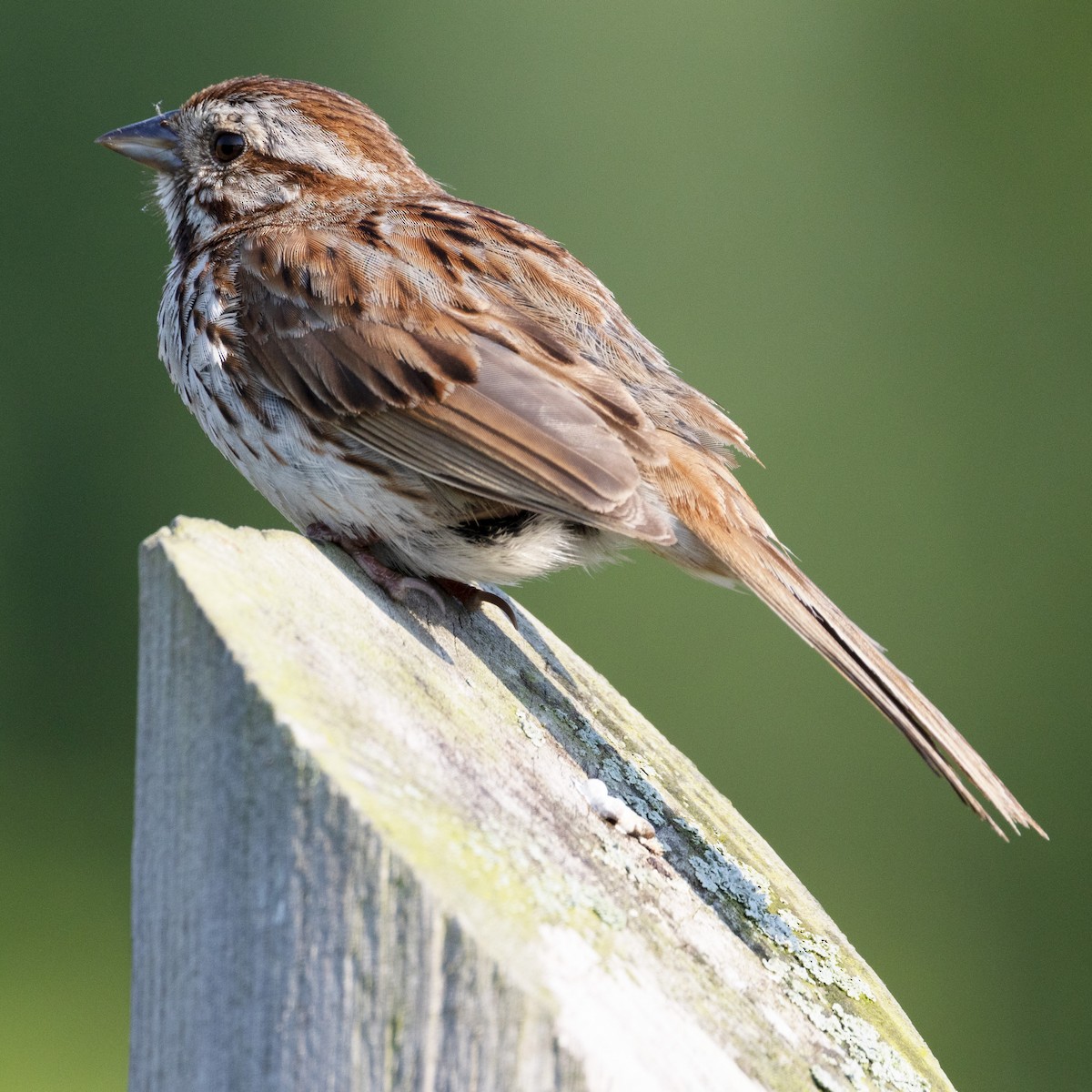 Song Sparrow - ML620650493