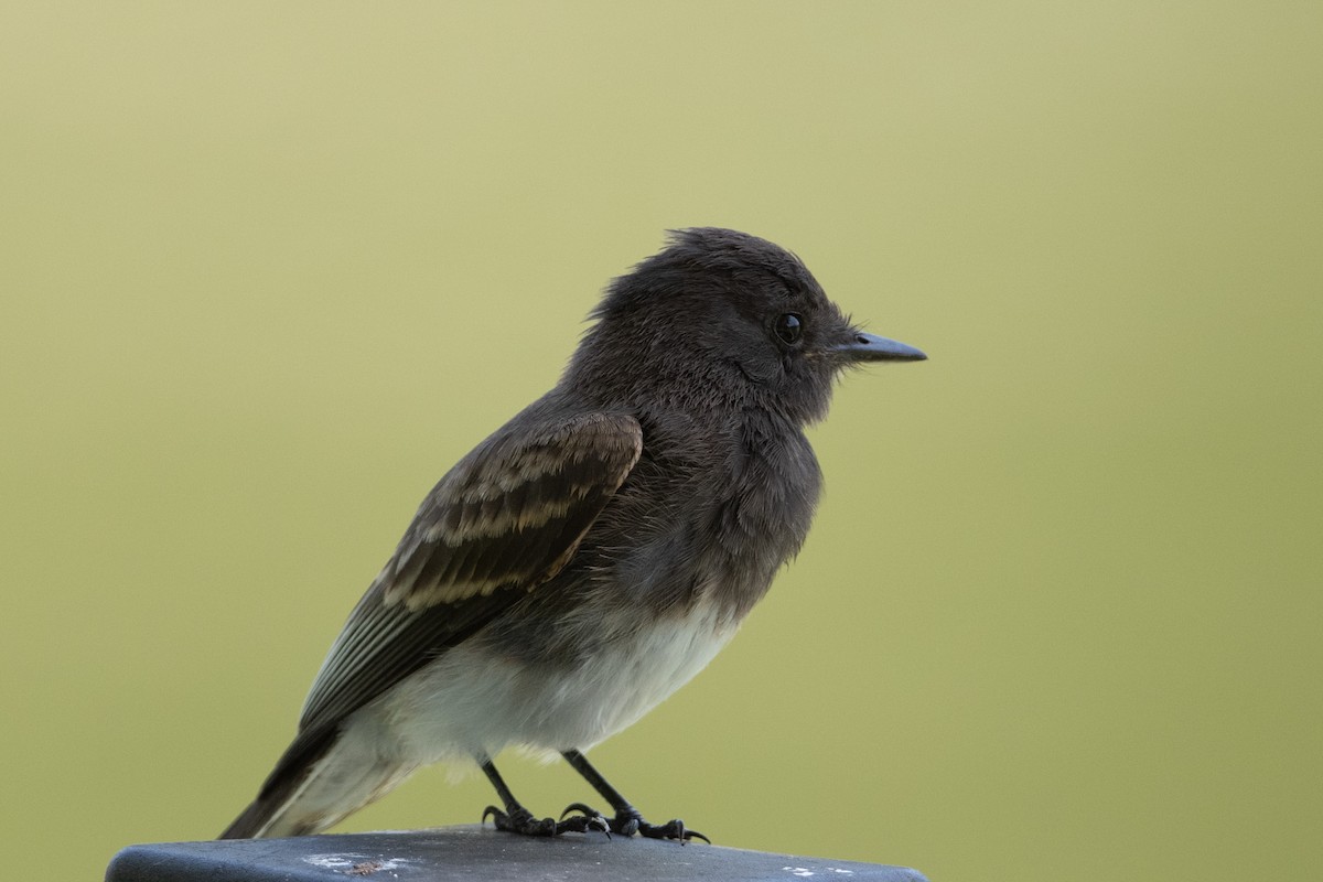 Black Phoebe - ML620650494