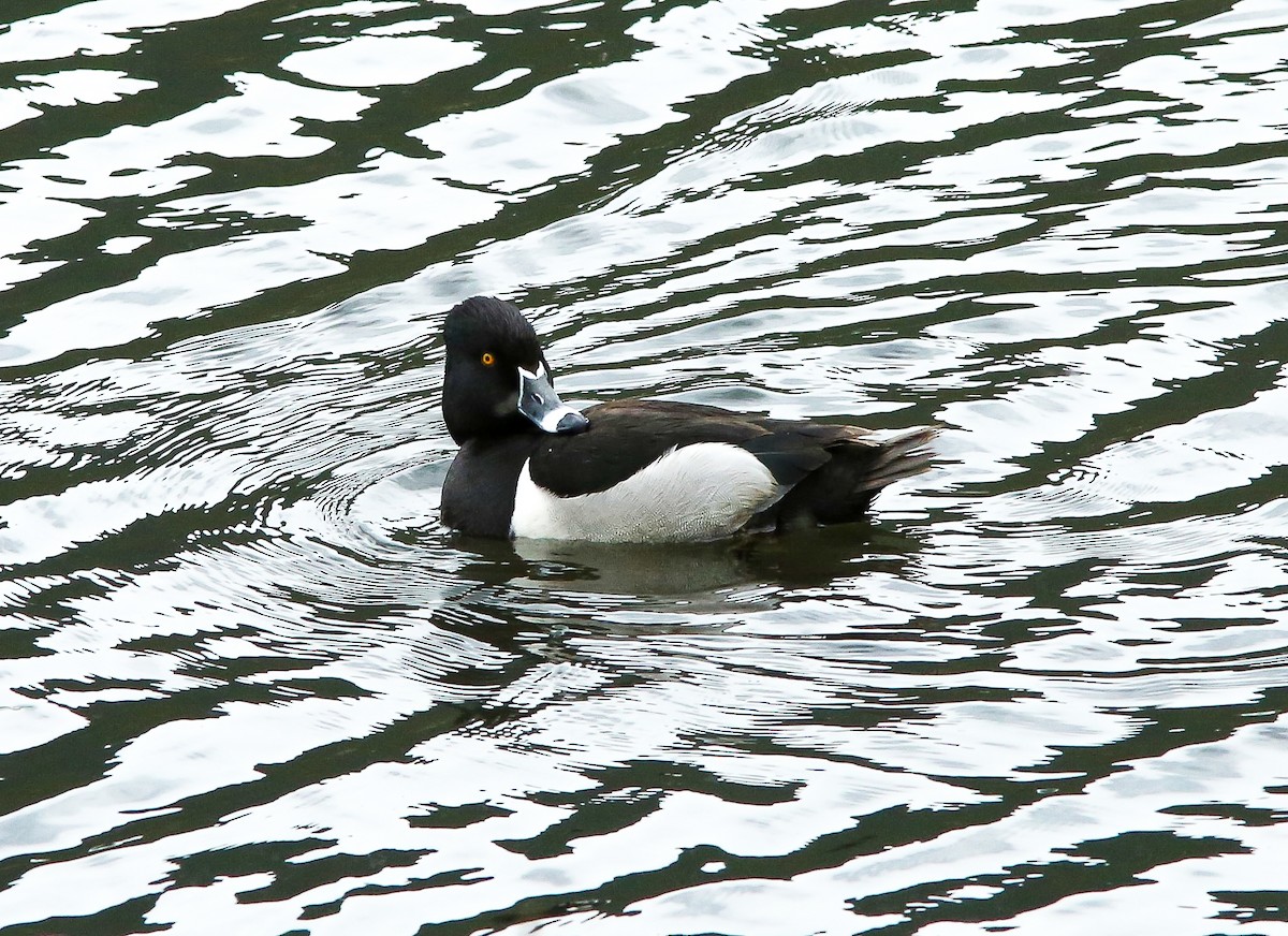 Ring-necked Duck - ML620650498