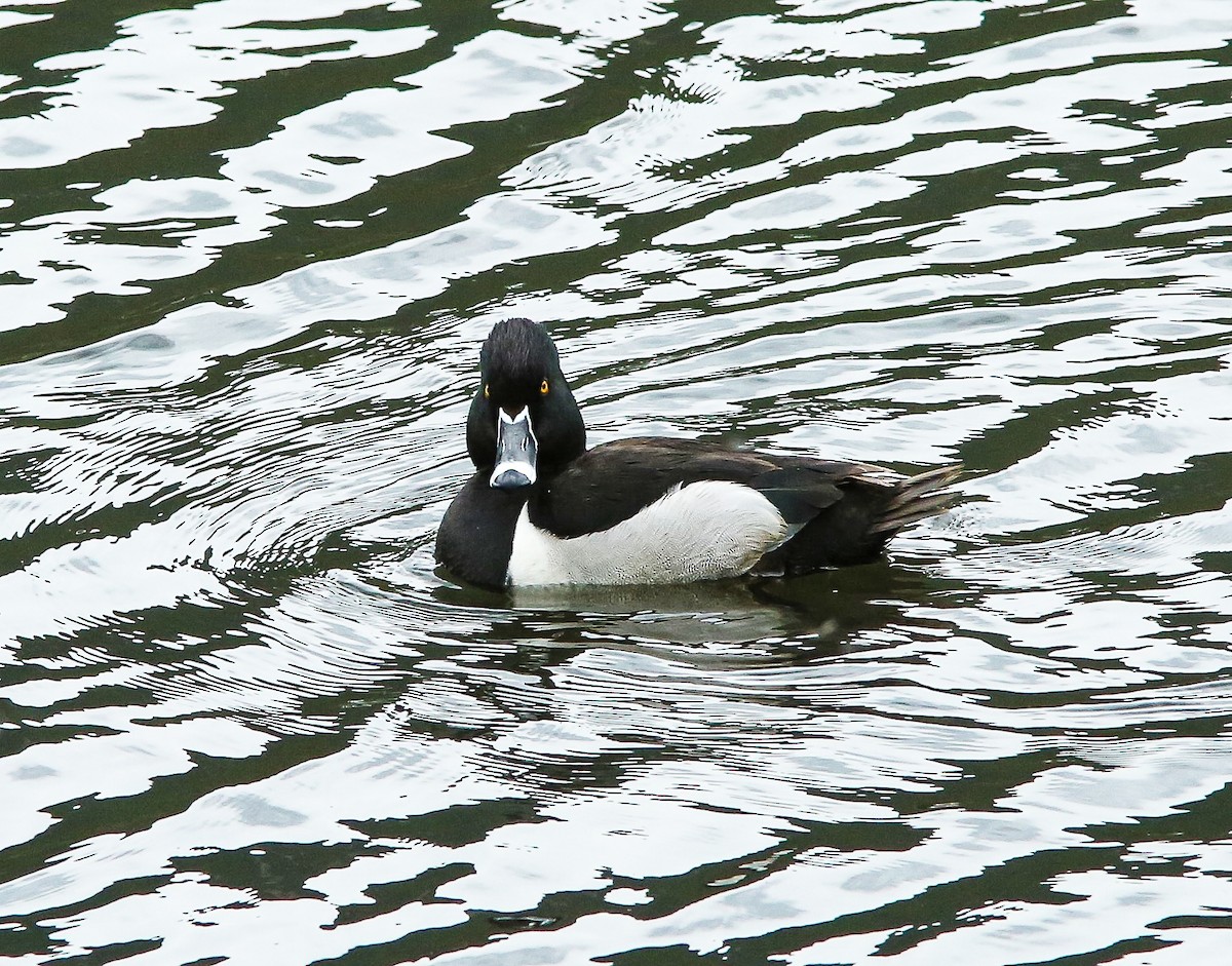 Ring-necked Duck - Brad Bergstrom