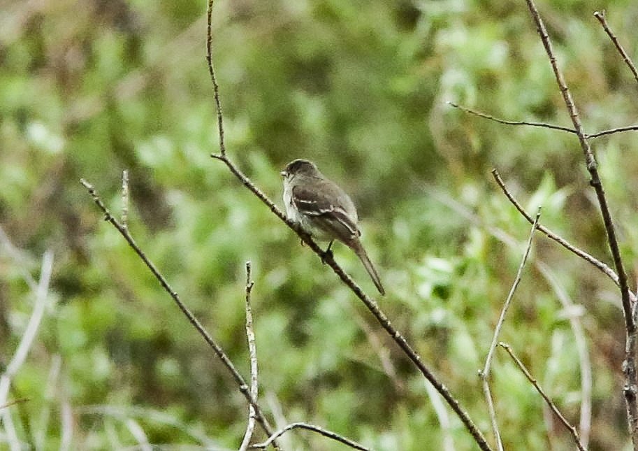 Dusky Flycatcher - ML620650502