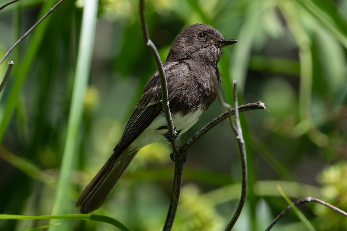 Black Phoebe - ML620650508