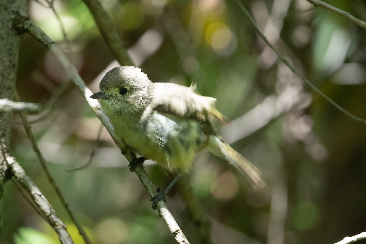 Hutton's Vireo - ML620650512