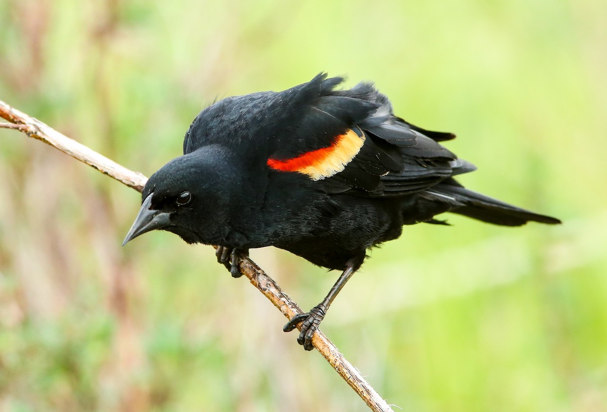 Red-winged Blackbird - ML620650516