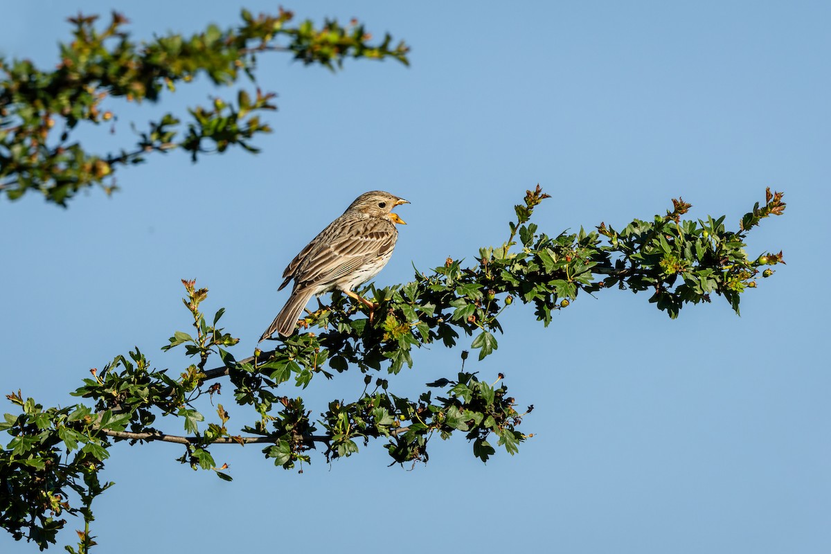 Corn Bunting - ML620650520