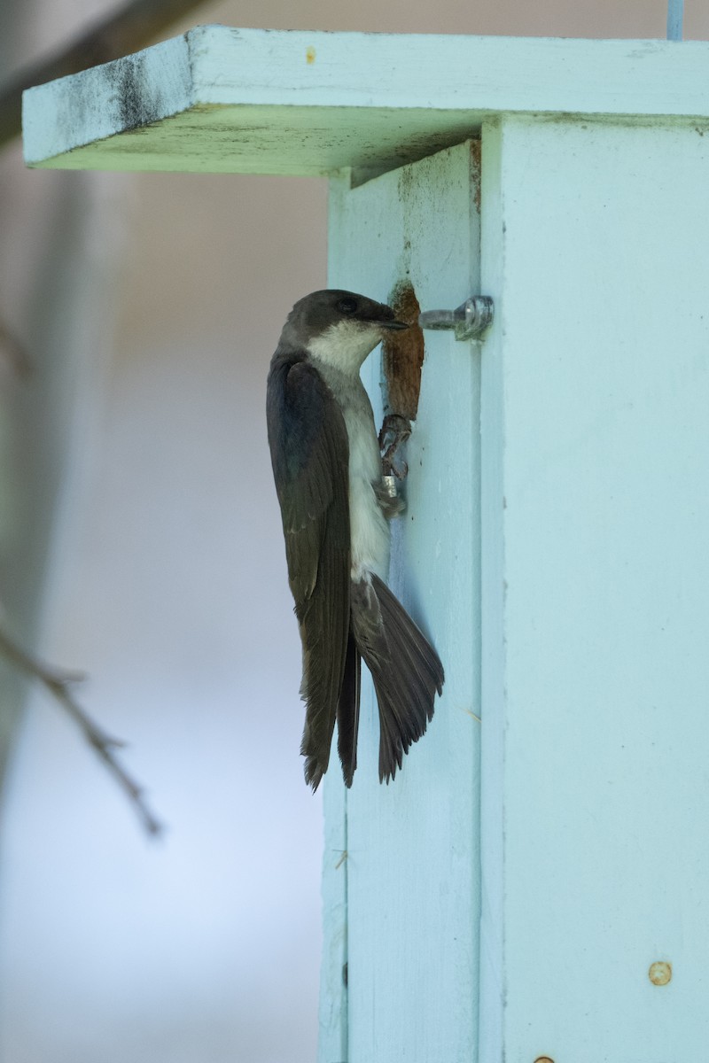 Golondrina Bicolor - ML620650523