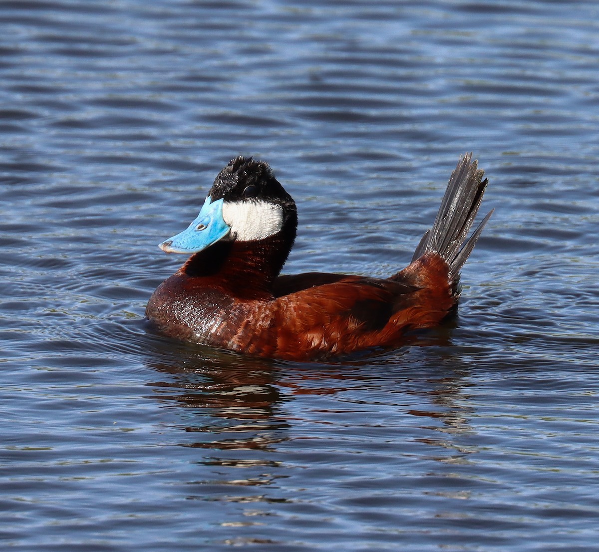 Ruddy Duck - ML620650524