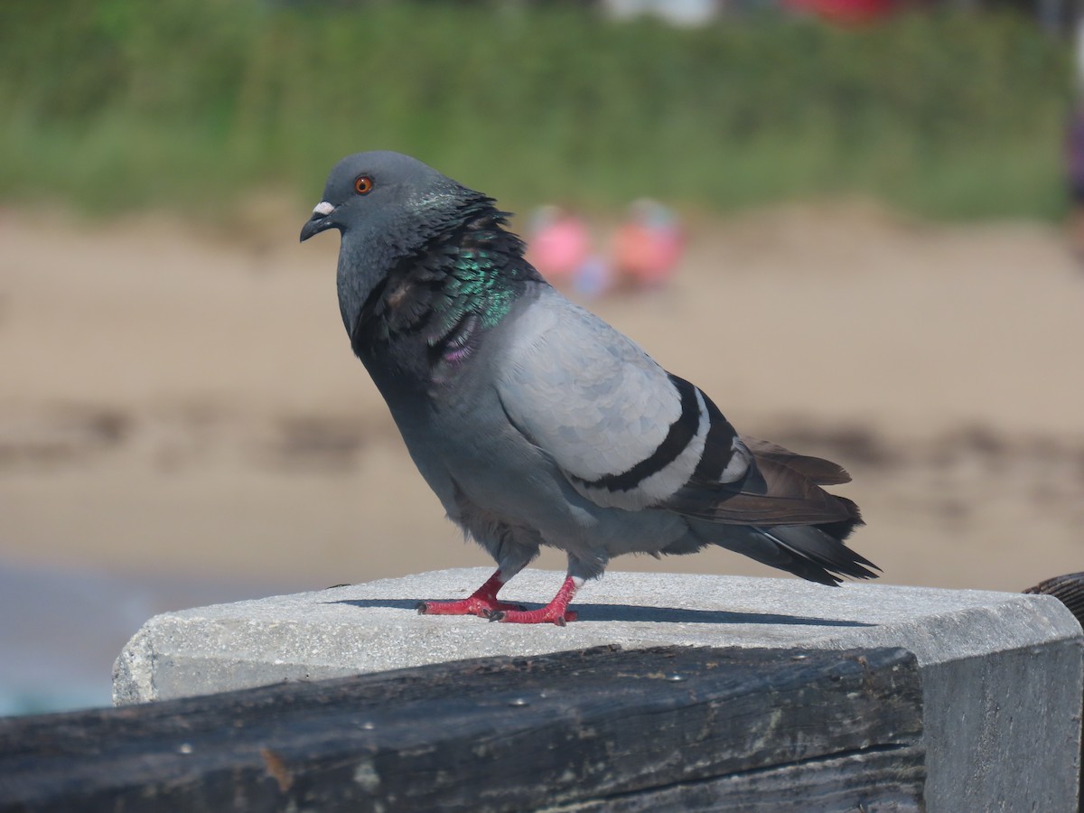 Rock Pigeon (Feral Pigeon) - ML620650526