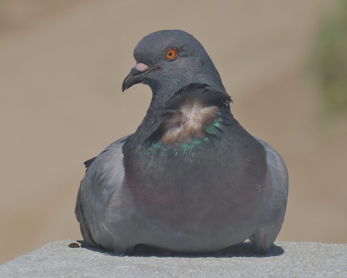 Сизый голубь (Одомашненного типа) - ML620650527