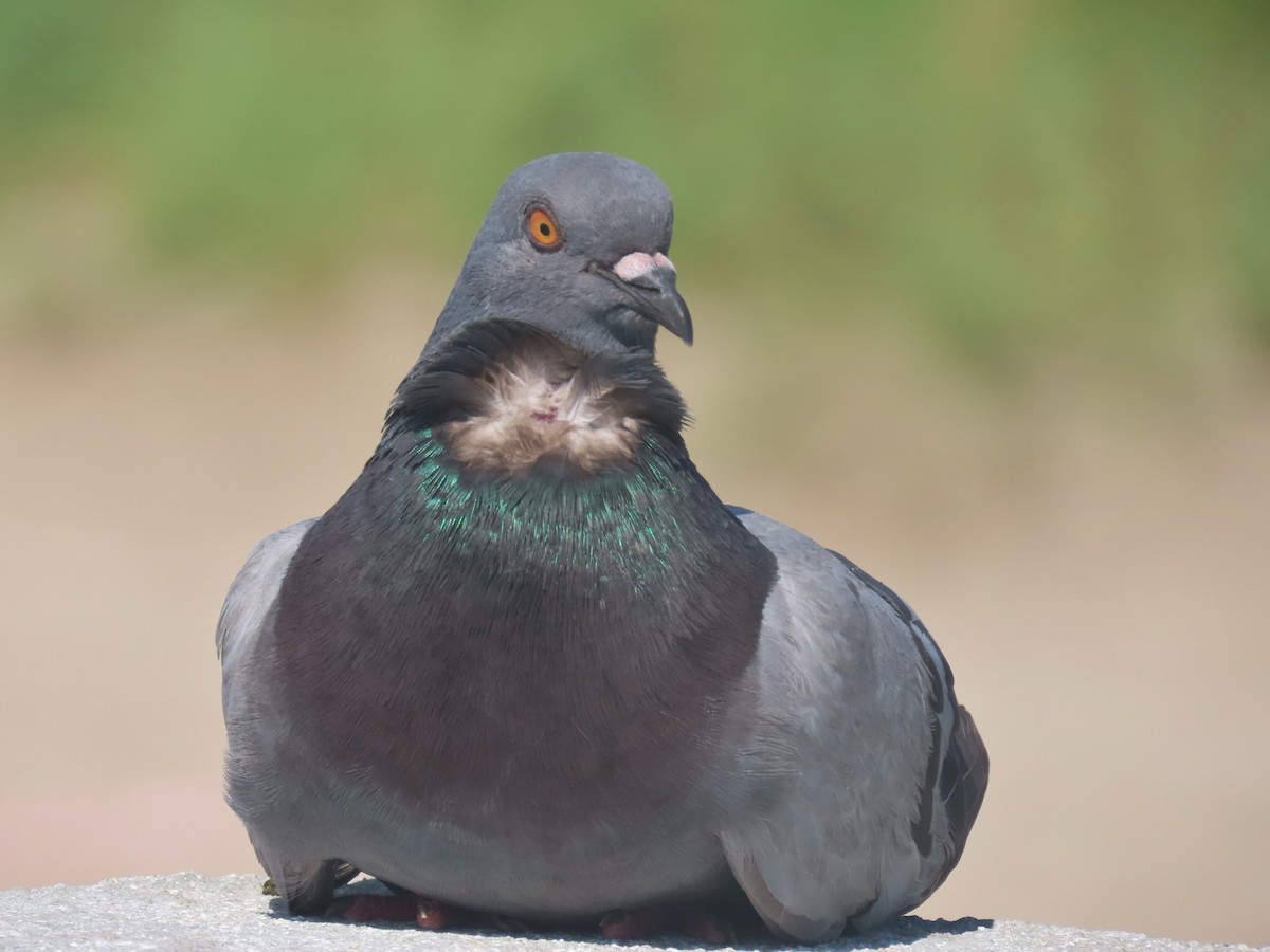 Rock Pigeon (Feral Pigeon) - ML620650528