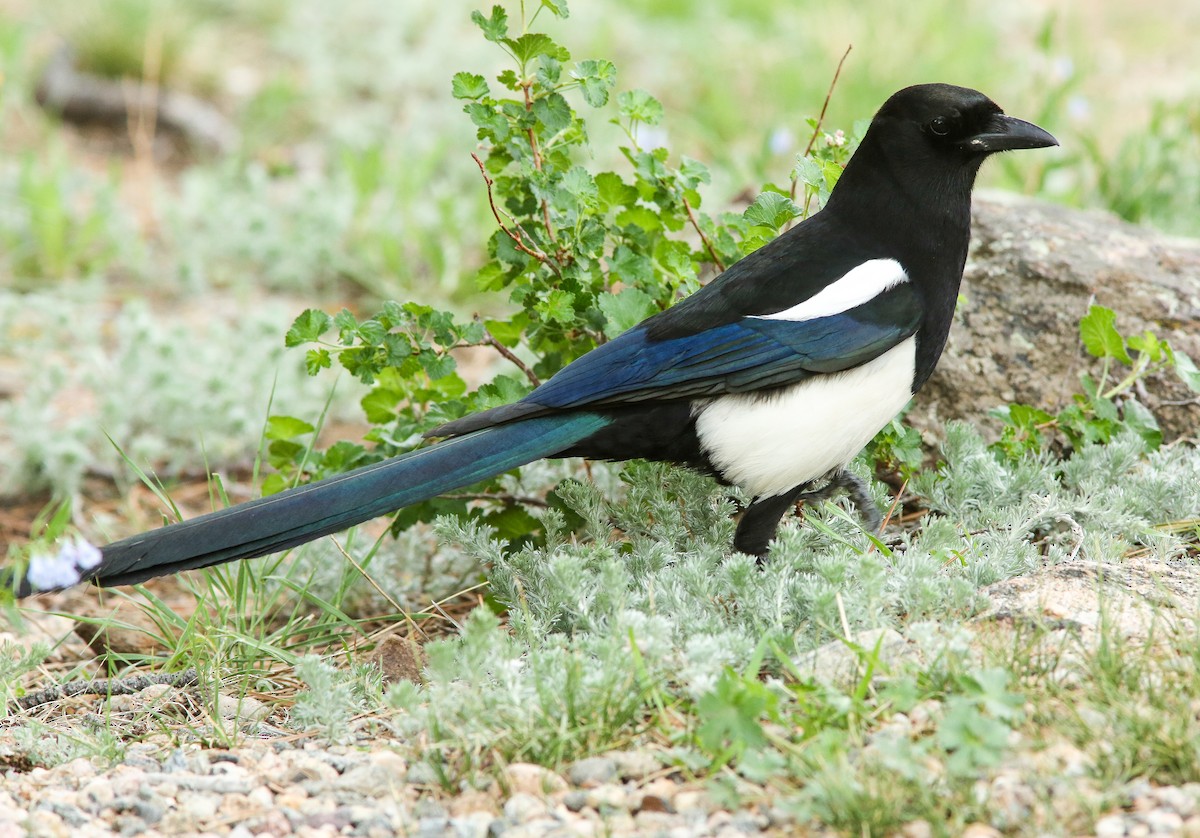 Black-billed Magpie - ML620650529