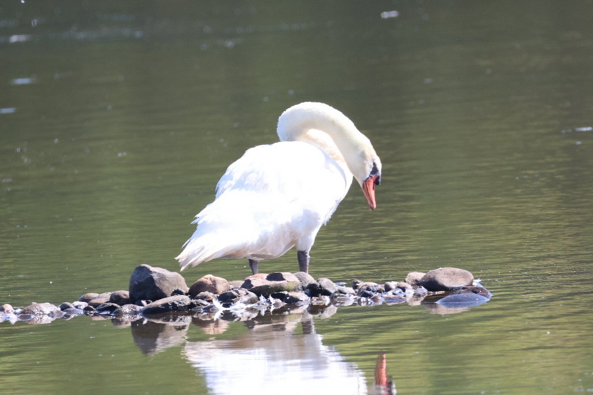 Cygne tuberculé - ML620650532