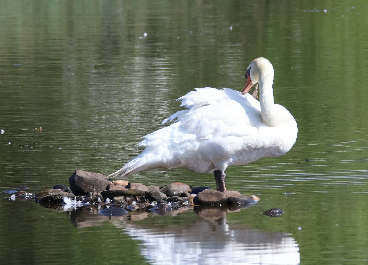 Höckerschwan - ML620650533