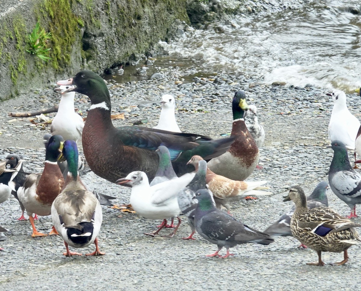 Muscovy Duck x Mallard (hybrid) - ML620650534