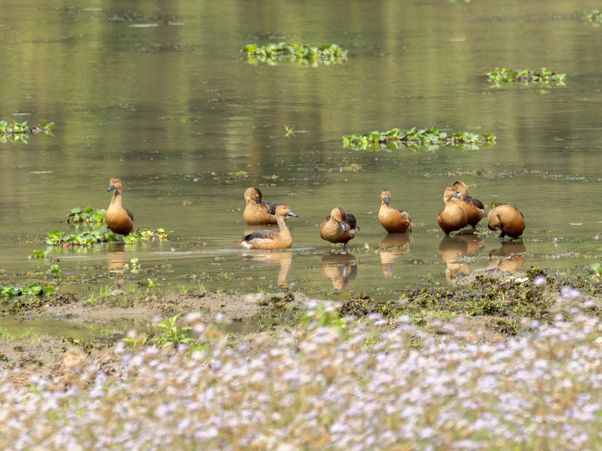 Dendrocygne siffleur - ML620650535