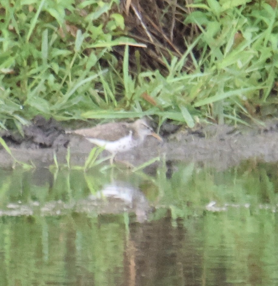 Spotted Sandpiper - ML620650536