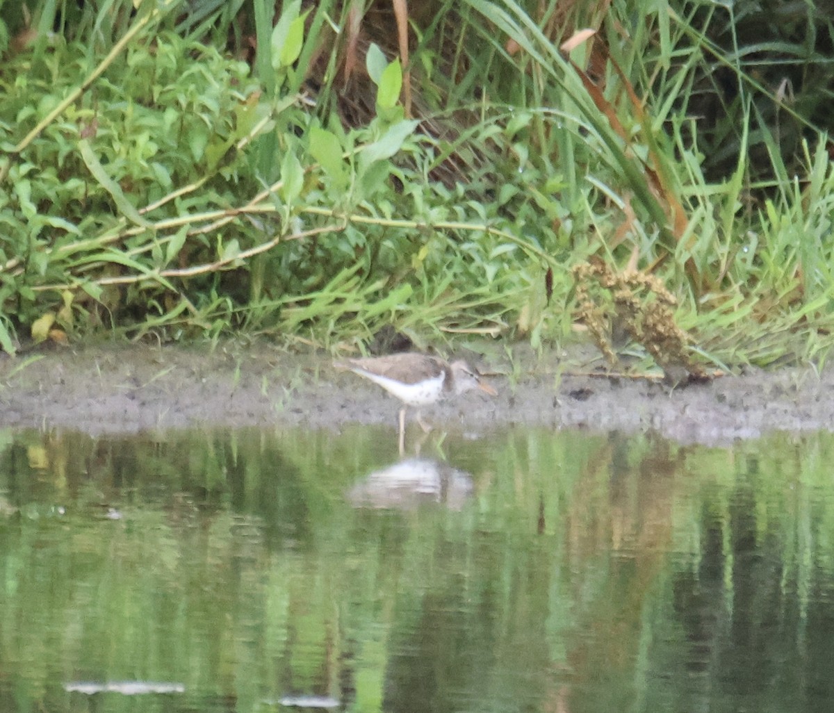 Spotted Sandpiper - ML620650537