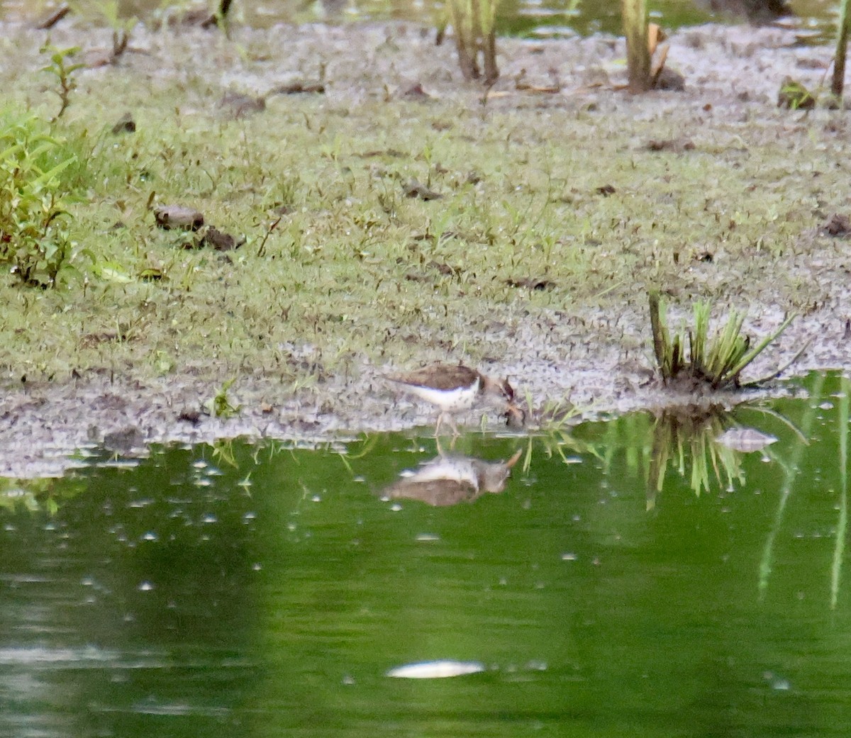 Spotted Sandpiper - ML620650538