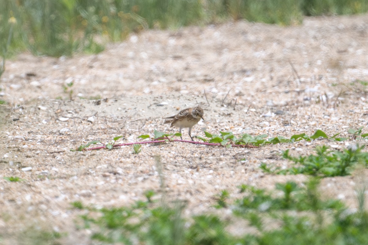 Horned Lark - ML620650540