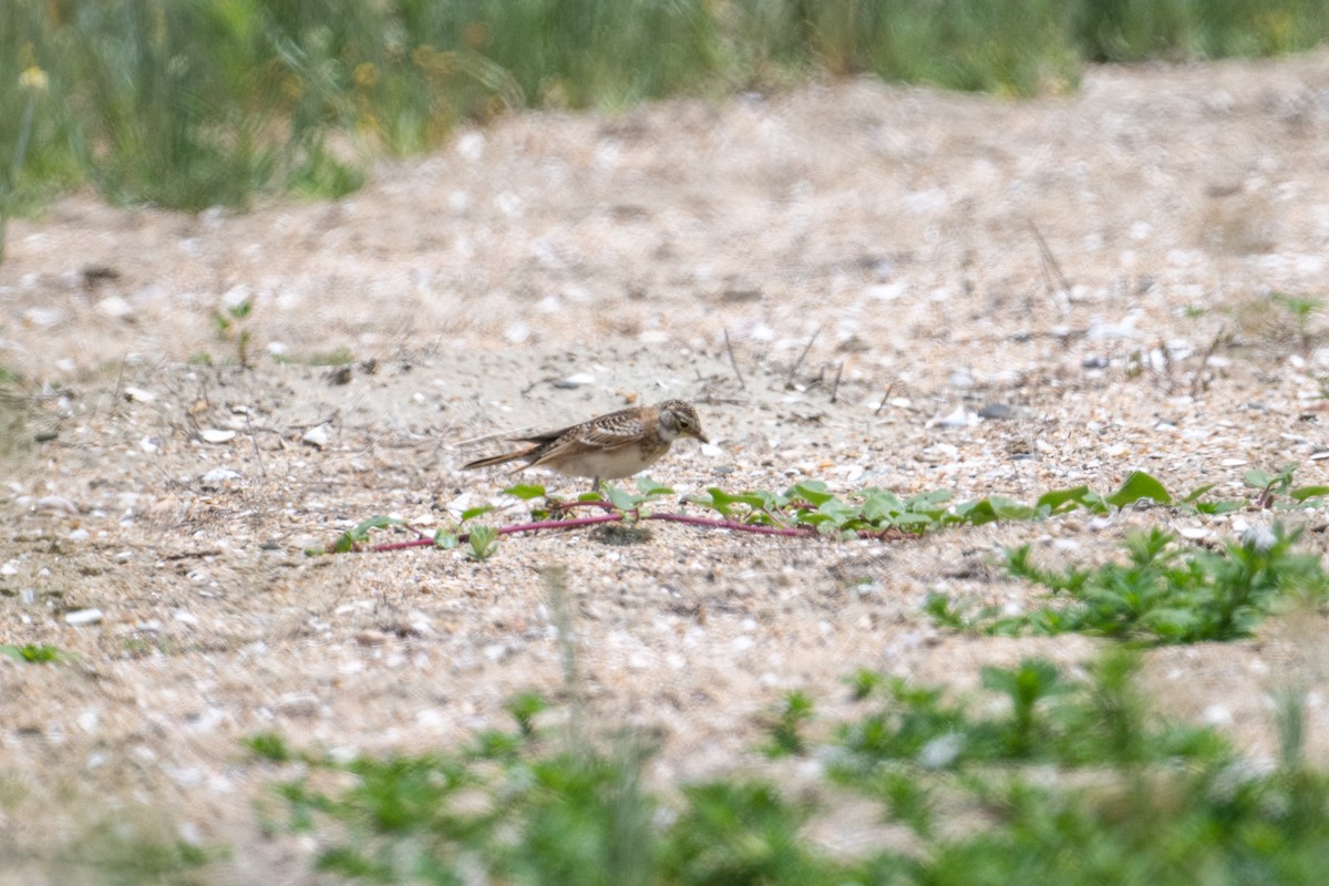 Horned Lark - ML620650541