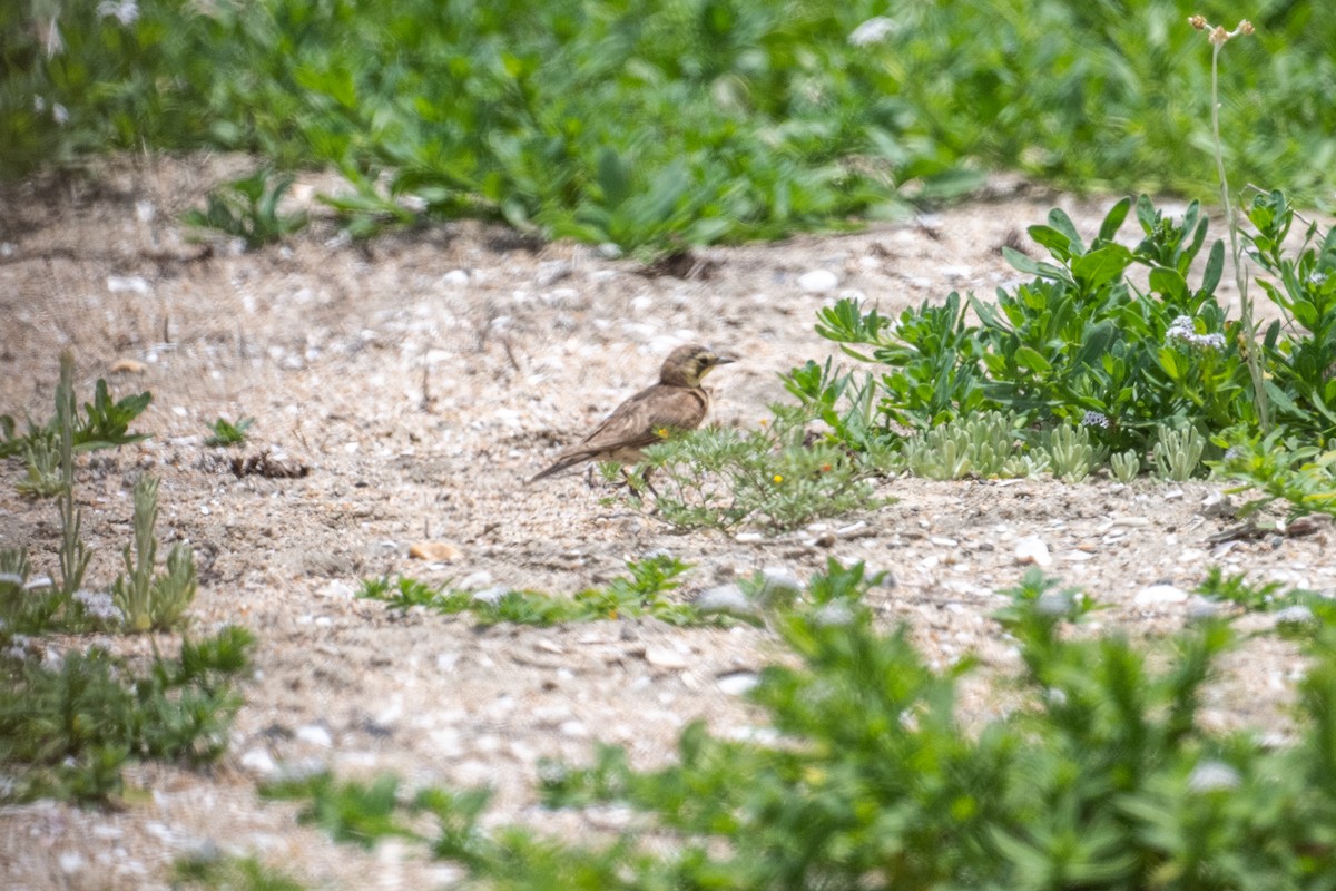 Horned Lark - ML620650542