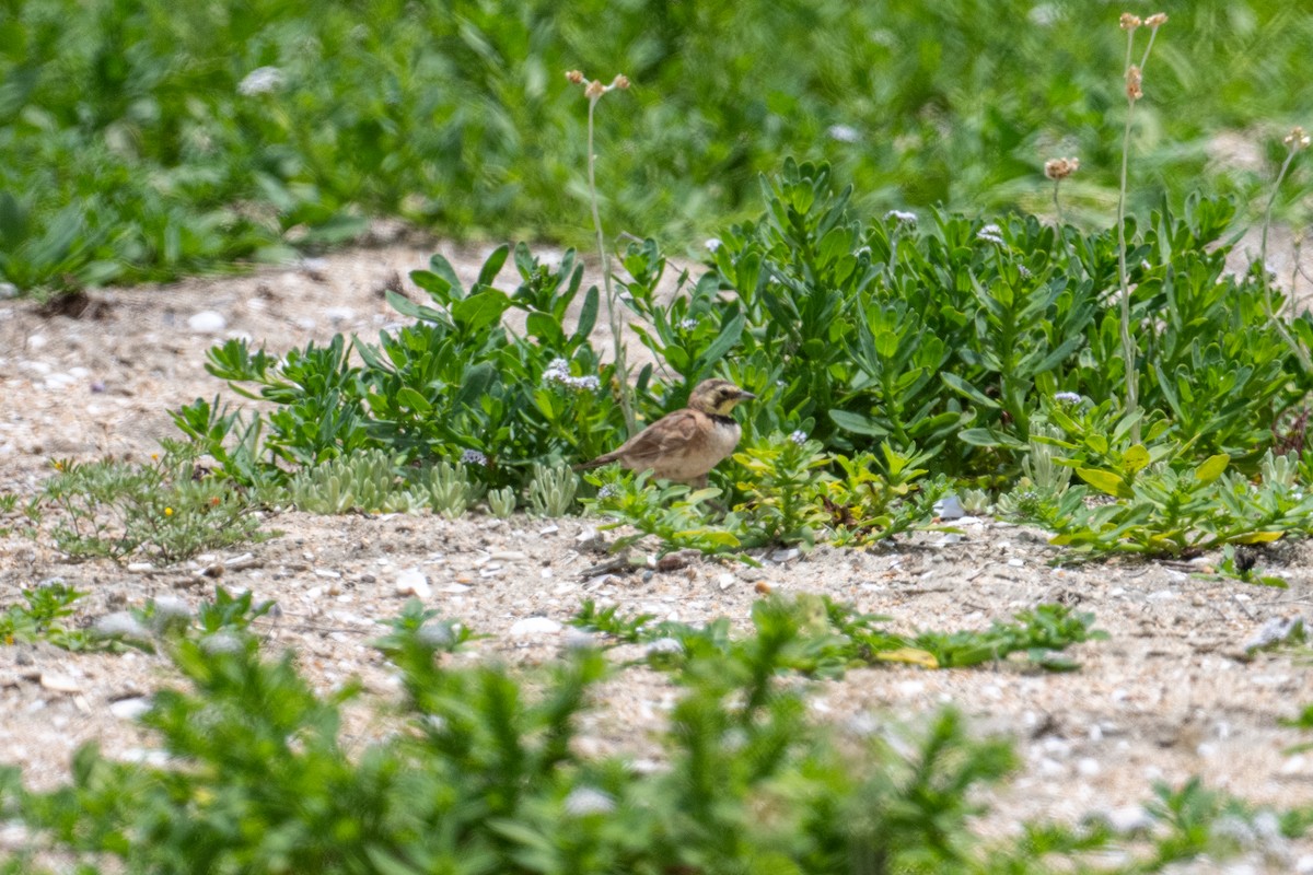 Horned Lark - ML620650543