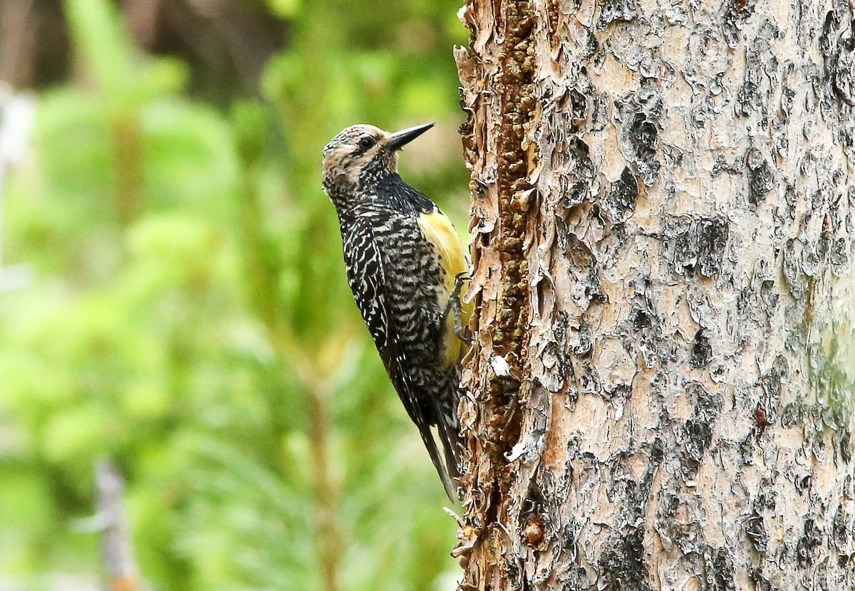 Williamson's Sapsucker - ML620650553