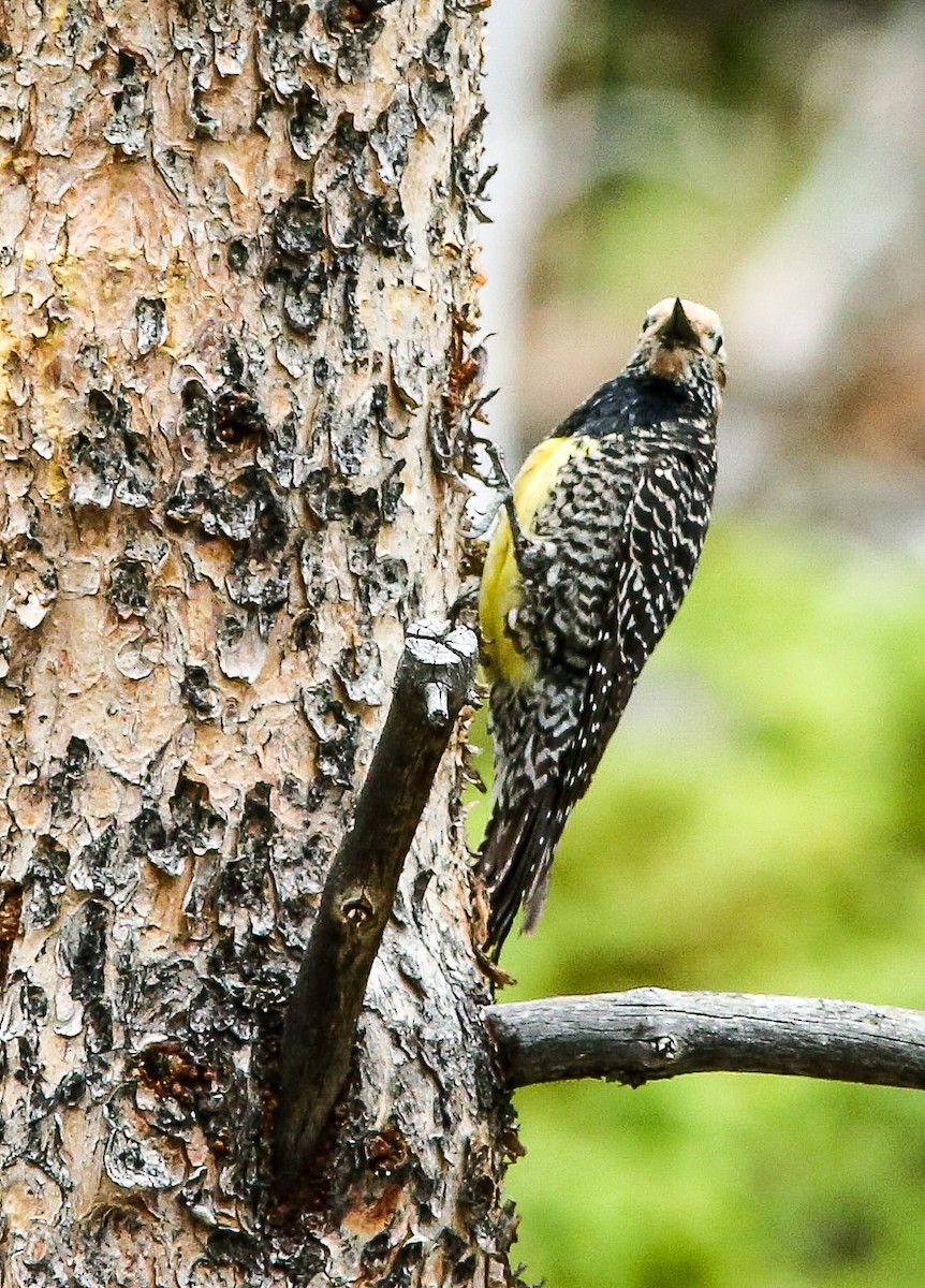 Williamson's Sapsucker - ML620650554