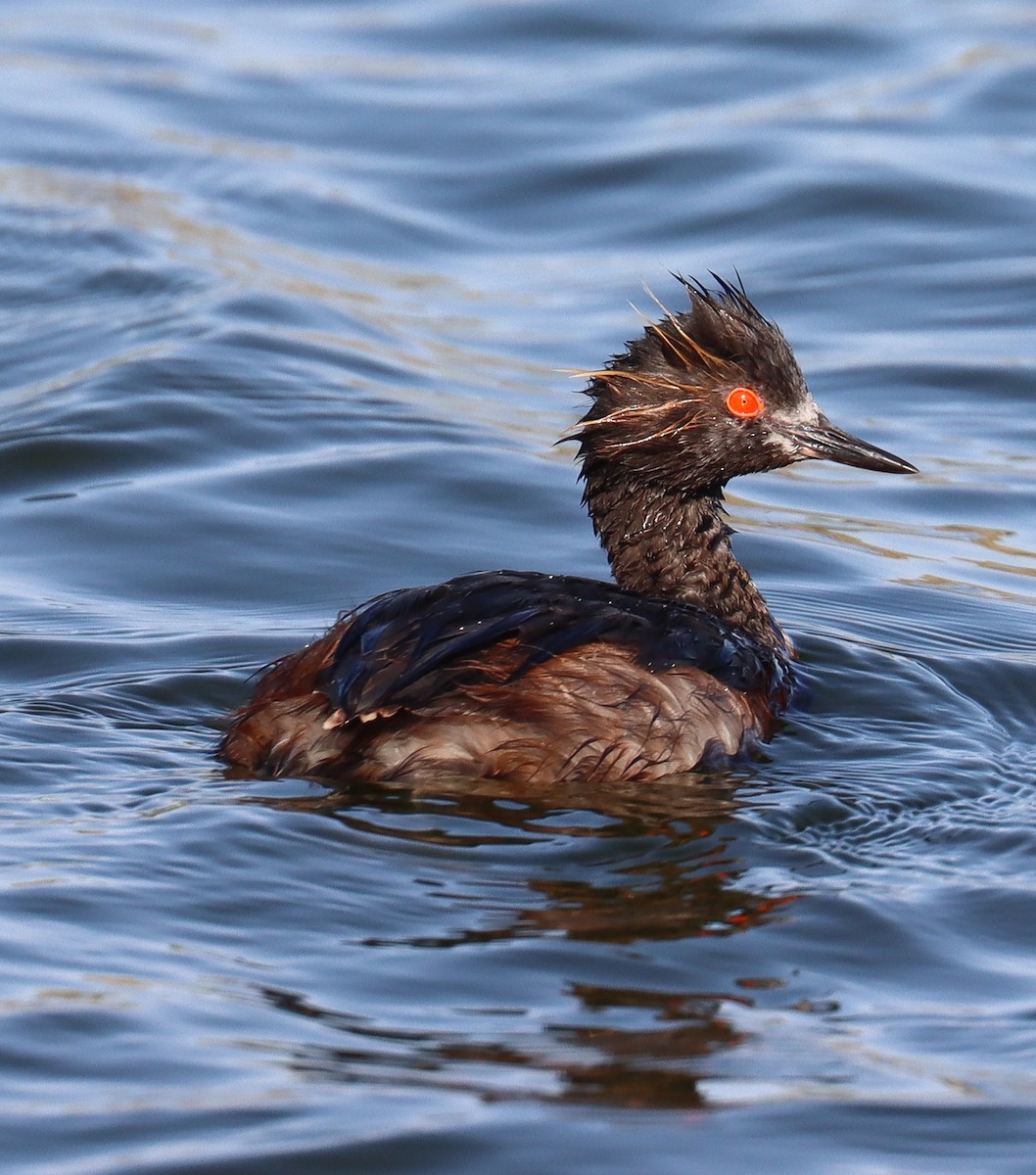 Eared Grebe - ML620650555