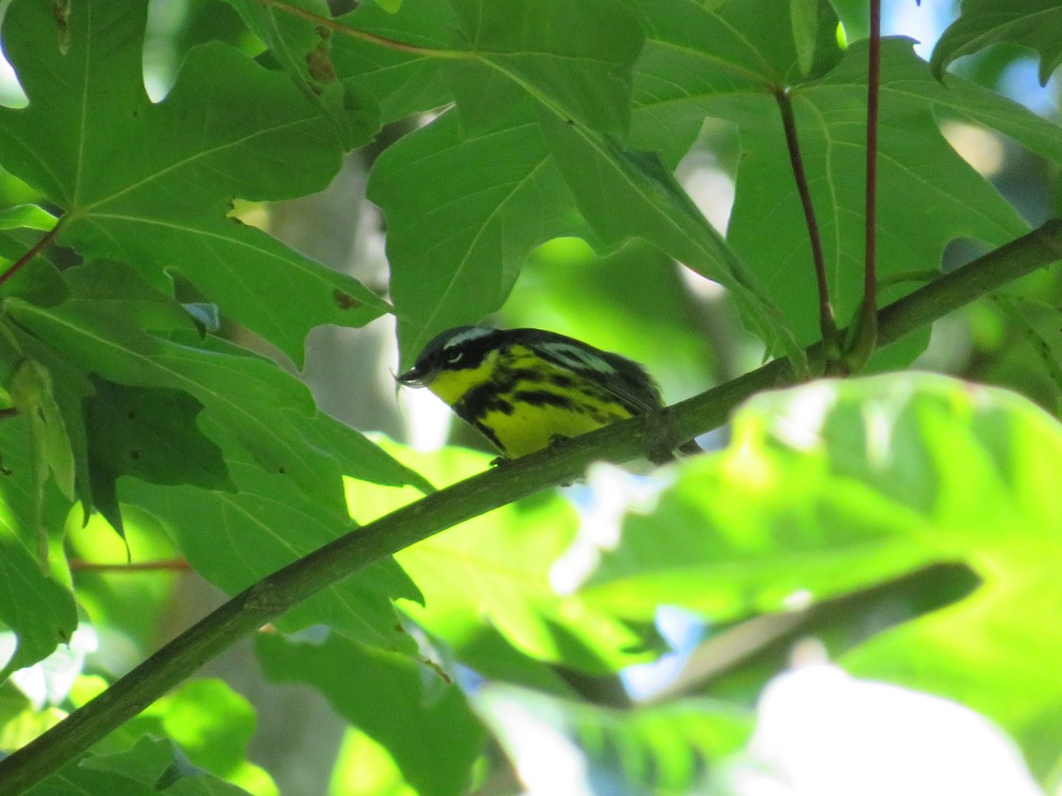 Magnolia Warbler - ML620650556