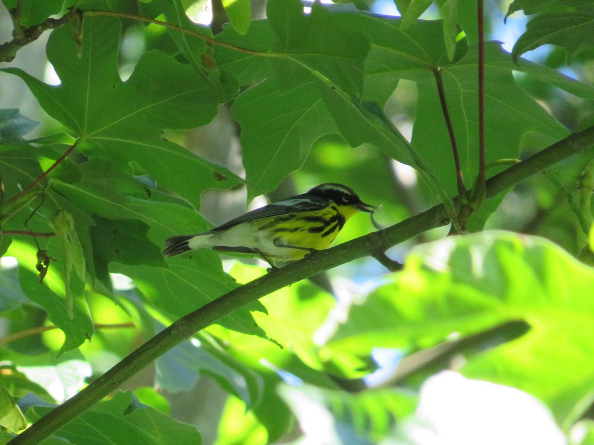 Magnolia Warbler - ML620650557