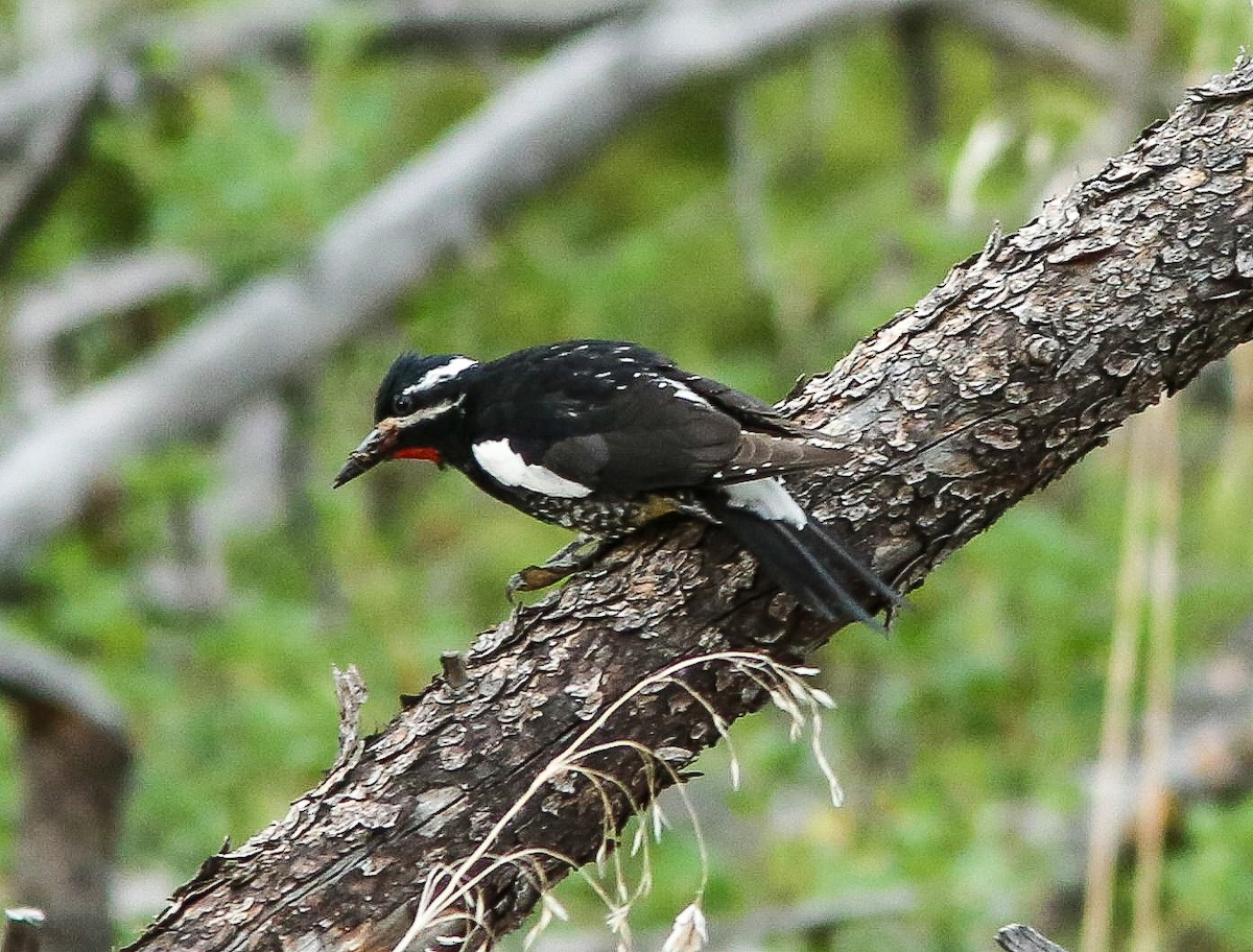 Williamson's Sapsucker - ML620650558